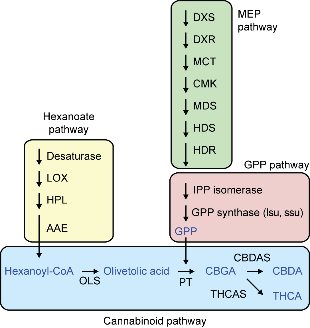 cannabinoid-pathway.png